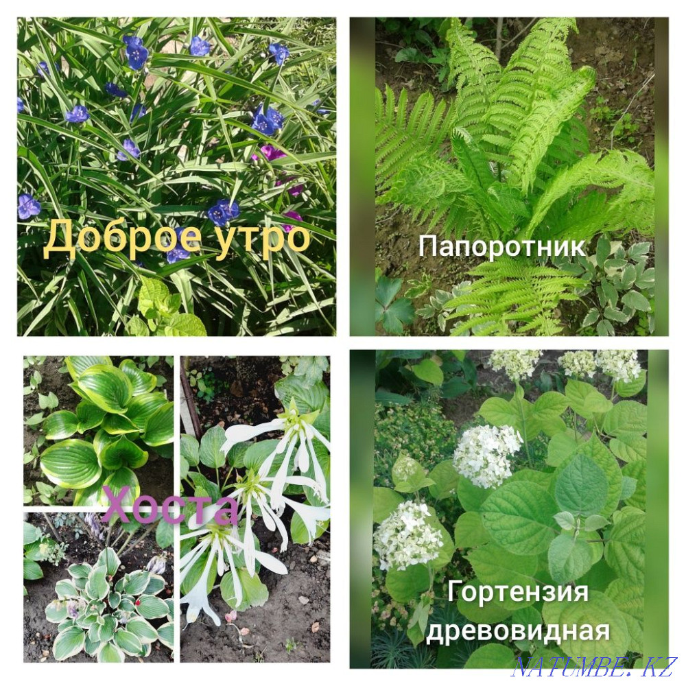 flower sale Almaty - photo 5