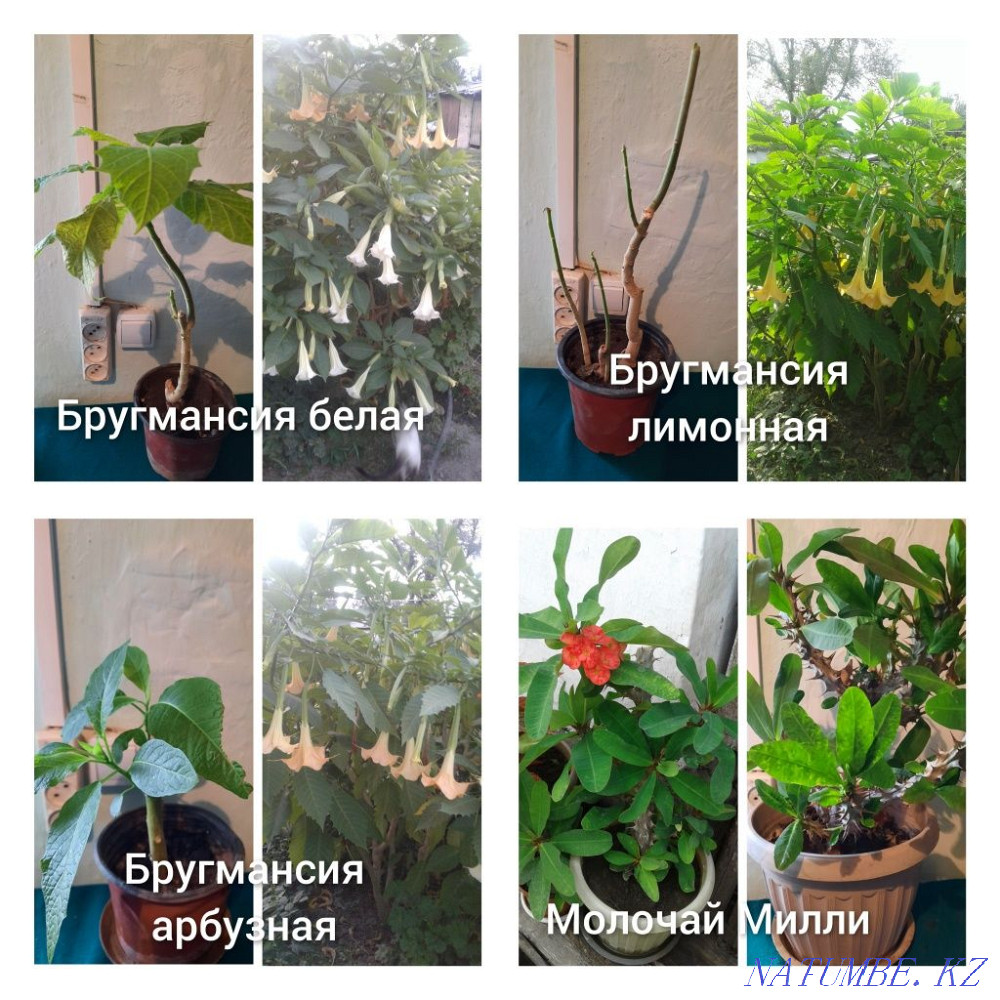 flower sale Almaty - photo 3