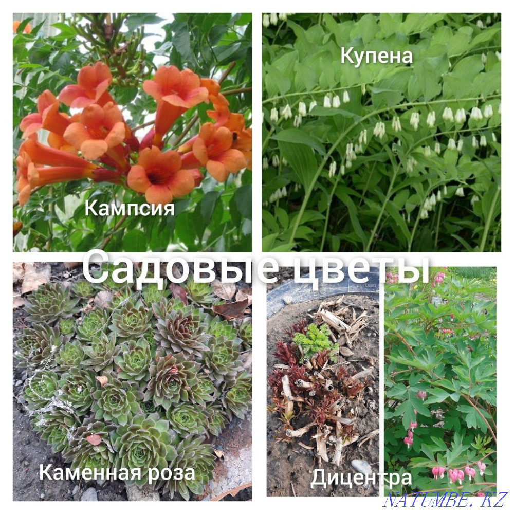 flower sale Almaty - photo 4