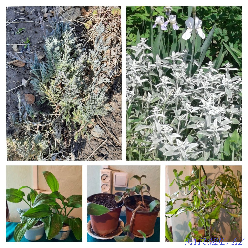 flower sale Almaty - photo 7