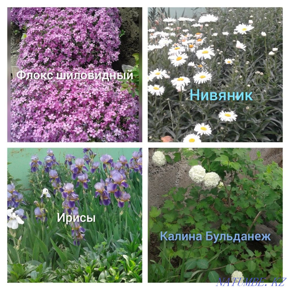 flower sale Almaty - photo 6