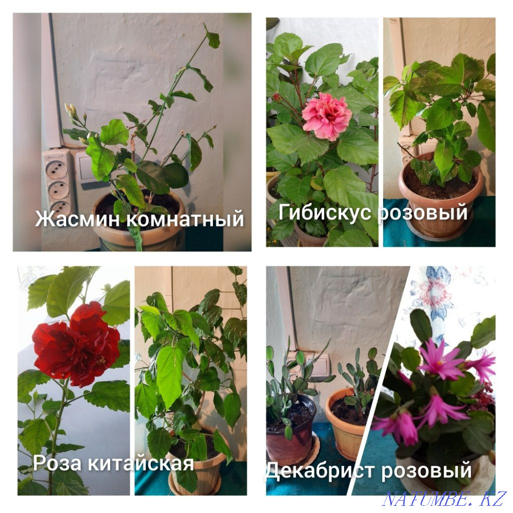 flower sale Almaty - photo 1