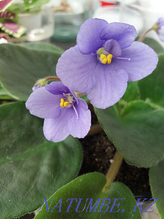 I sell blooming violets  - photo 2