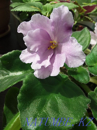 I sell blooming violets  - photo 3