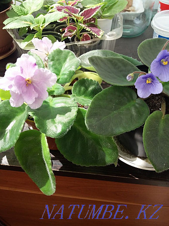 I sell blooming violets  - photo 1