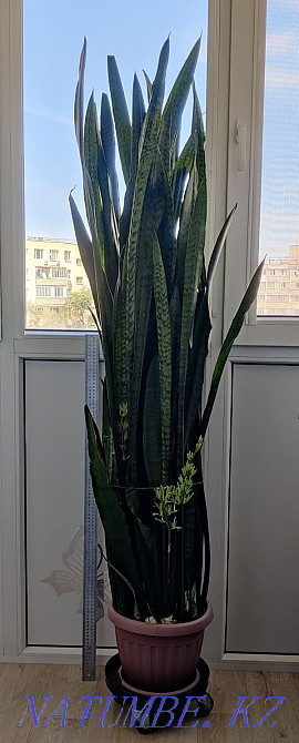 Houseplants. Aktau. Aqtau - photo 1