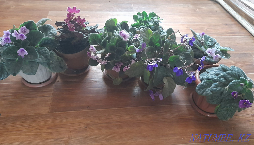 Sell indoor flowers Semey - photo 2