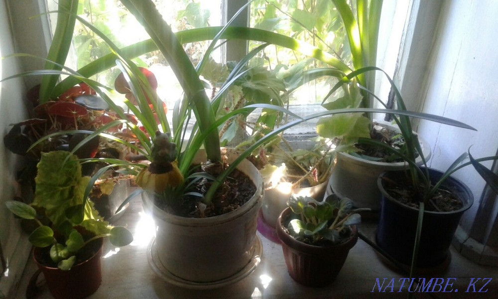 Sell indoor flowers Semey - photo 1