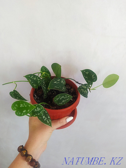 Scindapsus pictus sell Urochishche Talgarbaytuma - photo 1