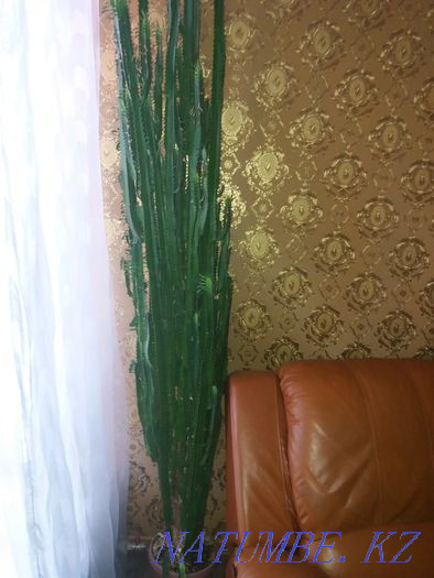 Эйфорбия гүлі сатылады  Петропавл - изображение 1