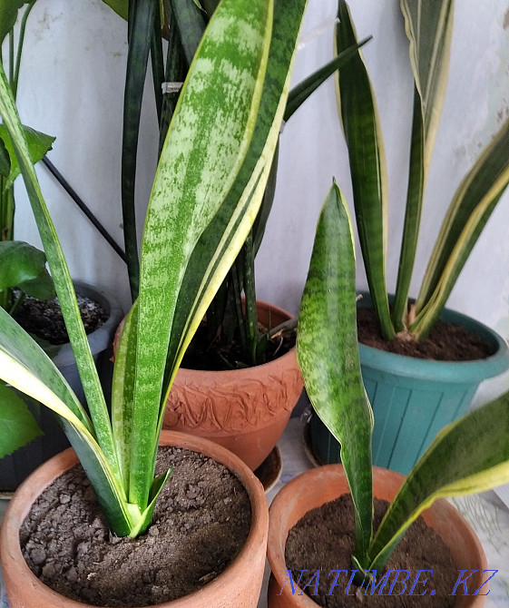 Sell pike tail Almaty - photo 1