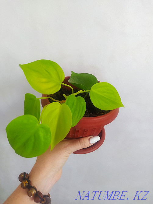 Philodendron mykans lime Urochishche Talgarbaytuma - photo 1