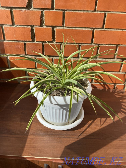 Хлорофитум полосатый Отростки Костанай - изображение 3