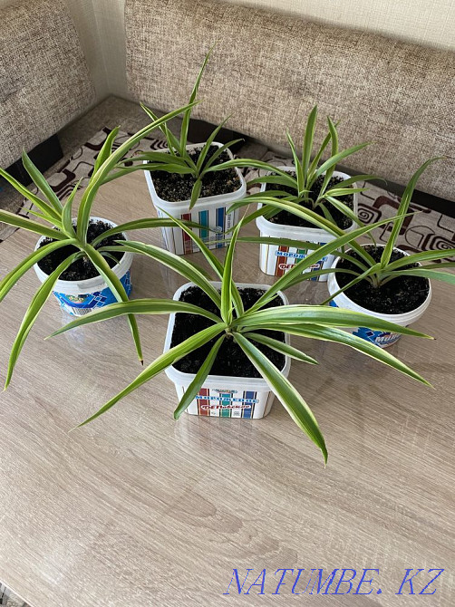 Хлорофитум полосатый Отростки Костанай - изображение 1