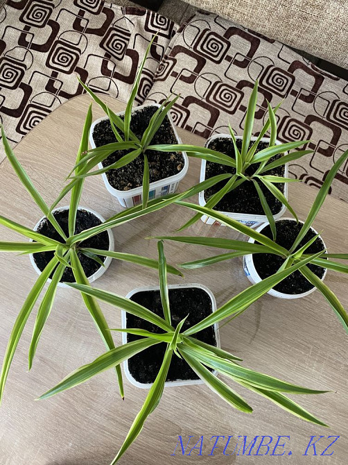 Хлорофитум полосатый Отростки Костанай - изображение 2