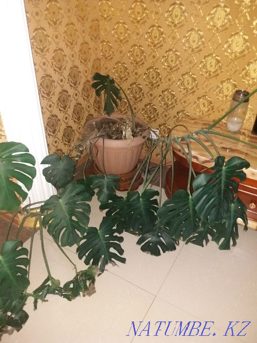 монстера гүлі сатылады  Петропавл - изображение 1