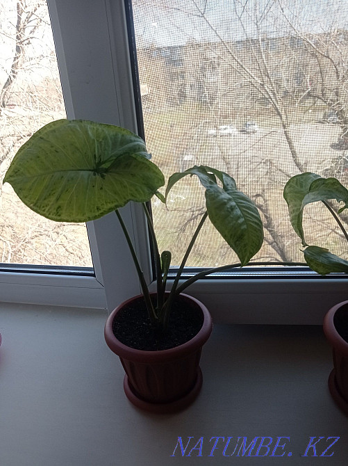 Signolium write in you DAC Чапаево - photo 4