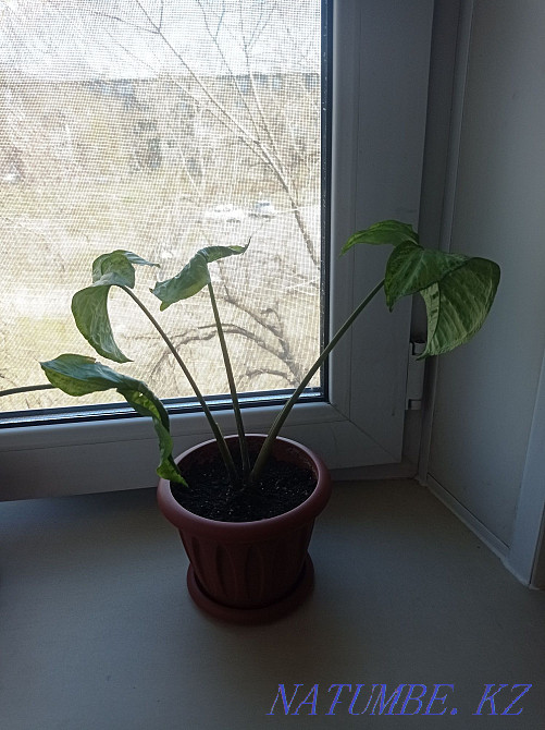 Signolium write in you DAC Чапаево - photo 3