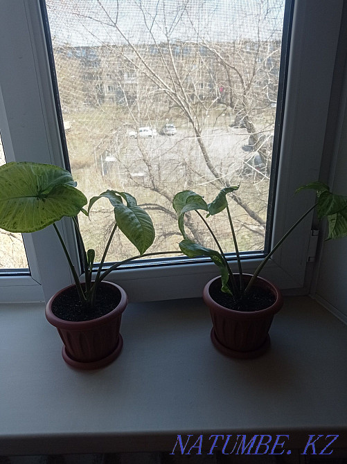 Signolium write in you DAC Чапаево - photo 5