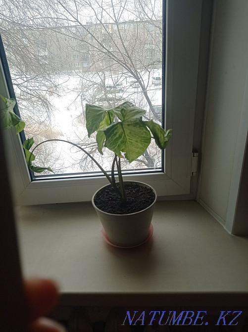 Signolium write in you DAC Чапаево - photo 1