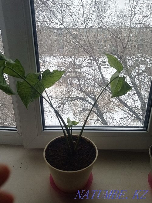 Signolium write in you DAC Чапаево - photo 2