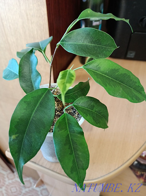 Фикус Бенджамин.  Павлодар  - изображение 1