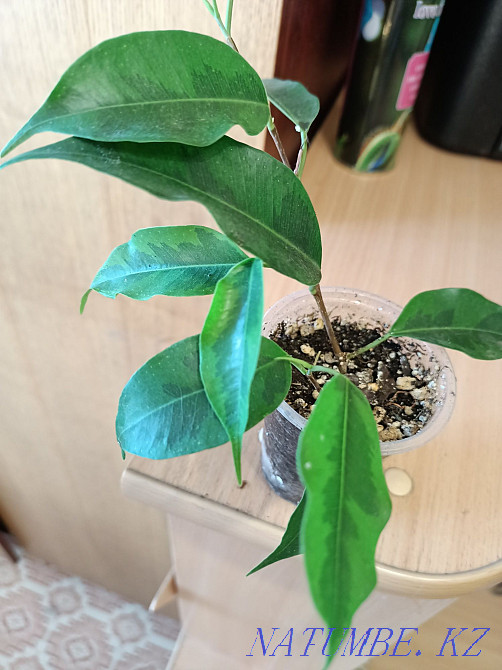 Фикус Бенджамин.  Павлодар  - изображение 2