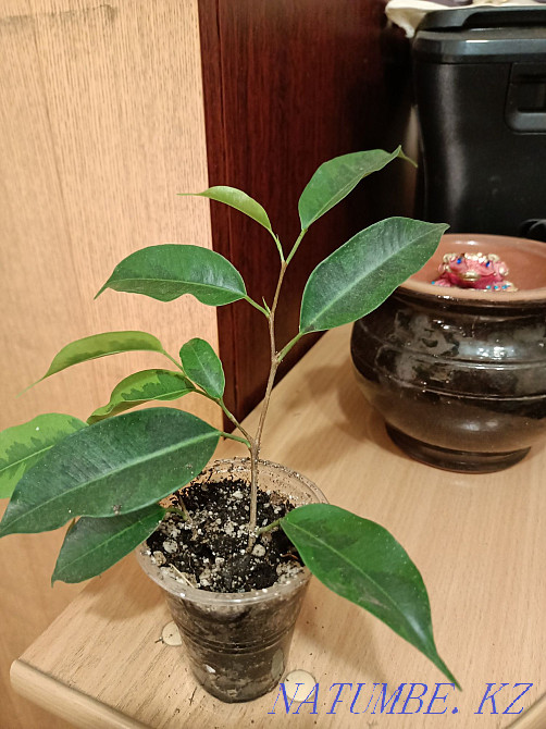 Фикус Бенджамин.  Павлодар  - изображение 3