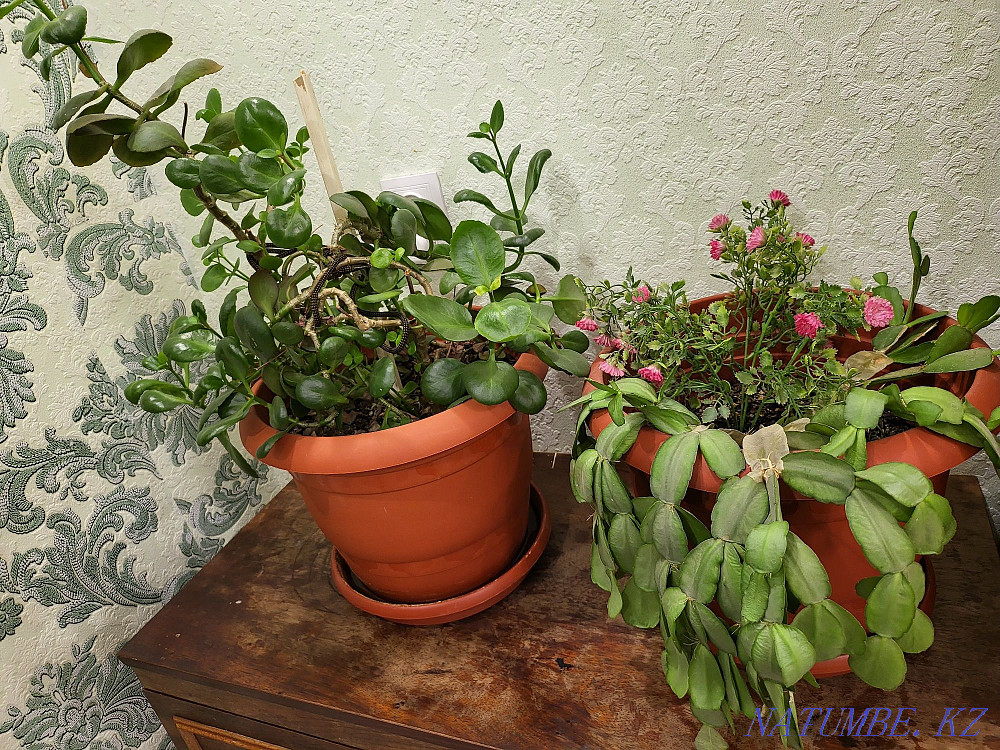 Indoor flowers. Нуркен - photo 2