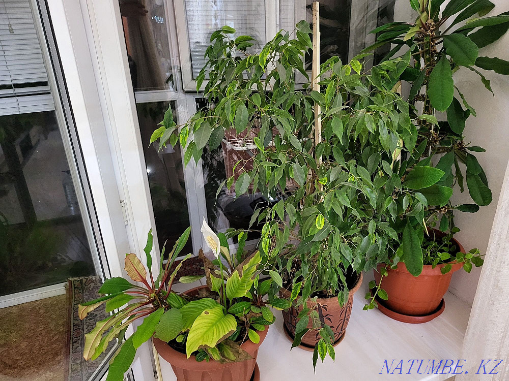 Indoor flowers. Нуркен - photo 1