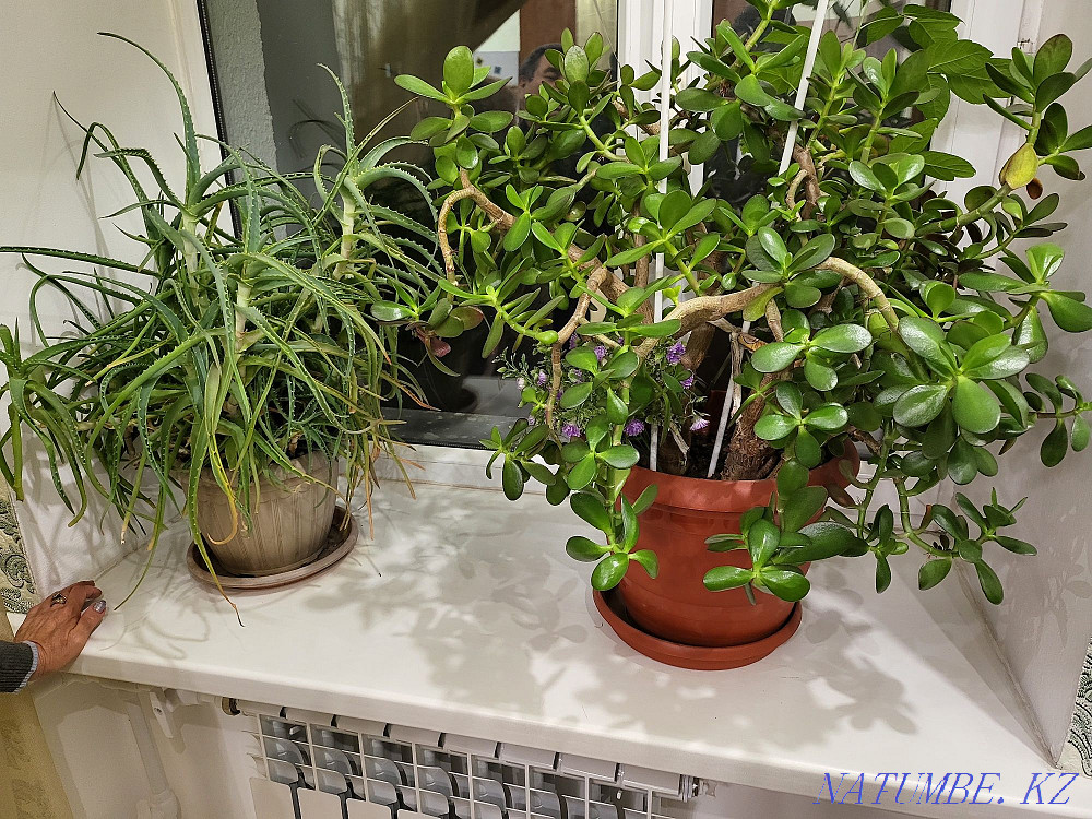 Indoor flowers. Нуркен - photo 3