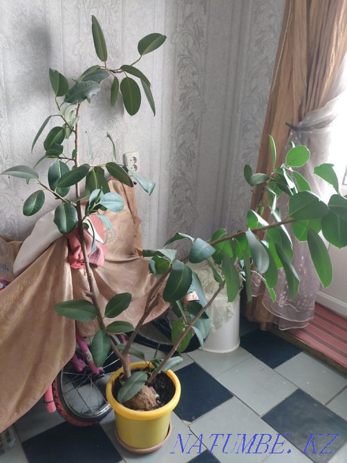 Фикус домашний высокий продам Тараз - изображение 2