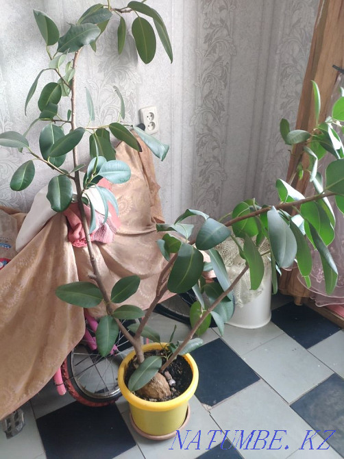 Фикус домашний высокий продам Тараз - изображение 1