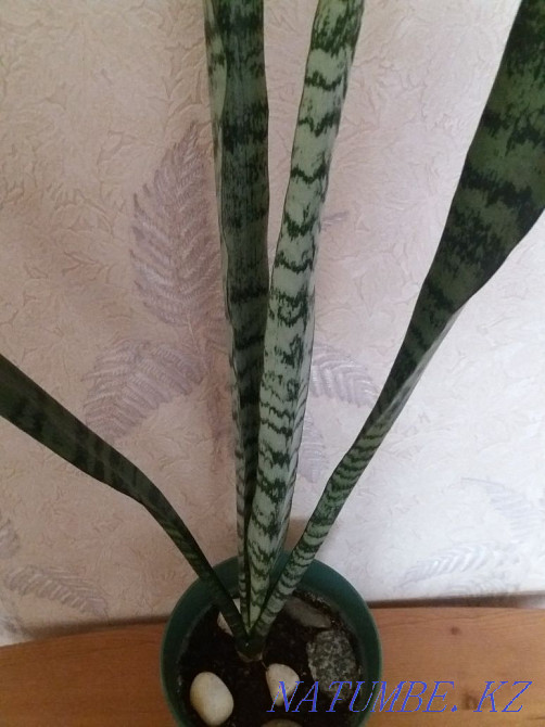 "Щучий хвост"большой,в новом горшке Алматы - изображение 3