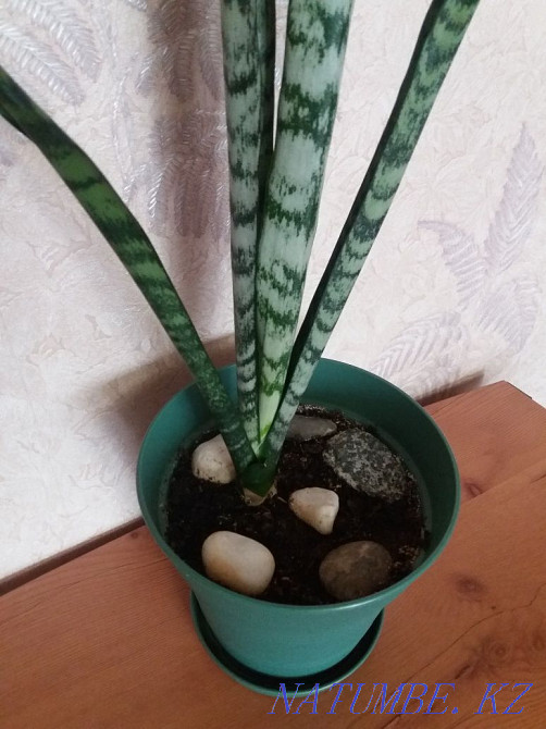 "Щучий хвост"большой,в новом горшке Алматы - изображение 4