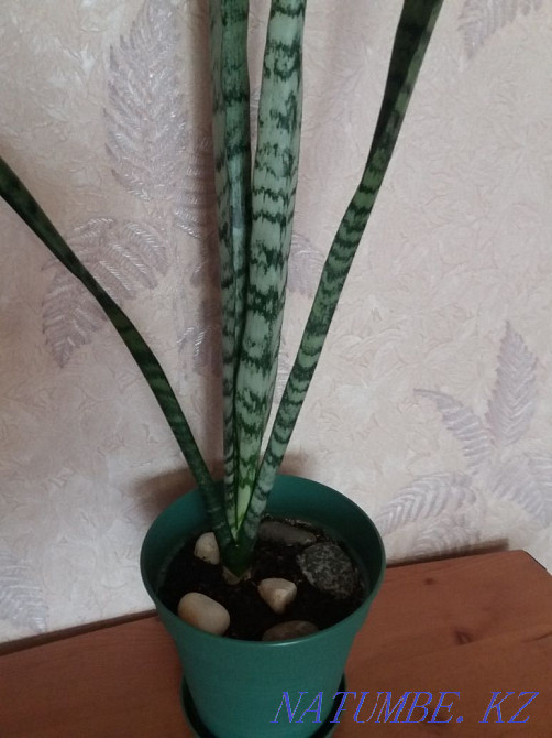 "Щучий хвост"большой,в новом горшке Алматы - изображение 7