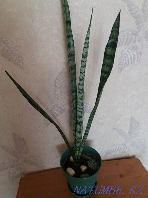 "Щучий хвост"большой,в новом горшке Алматы - изображение 1