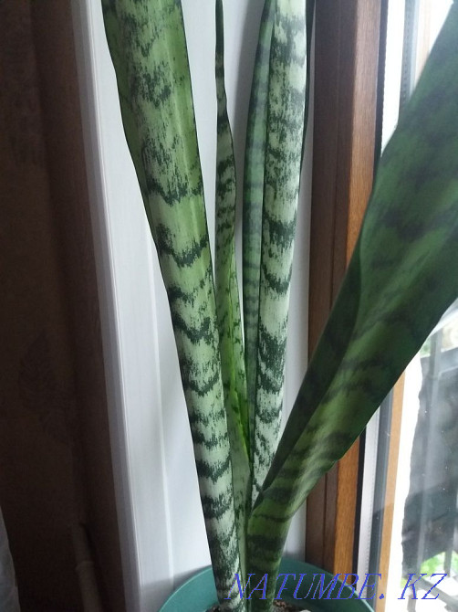 "Щучий хвост"большой,в новом горшке Алматы - изображение 8