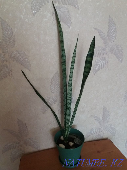 "Щучий хвост"большой,в новом горшке Алматы - изображение 2