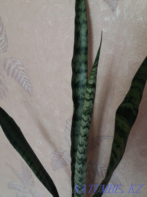 "Щучий хвост"большой,в новом горшке Алматы - изображение 6