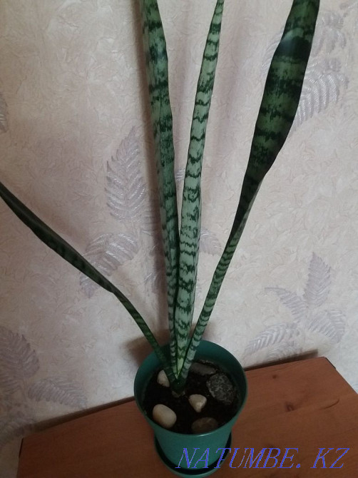 "Щучий хвост"большой,в новом горшке Алматы - изображение 5