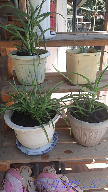 Sell Aloe flowers Almaty - photo 1