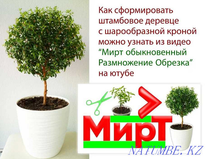 Myrtle small-leaved height 17 Ust-Kamenogorsk - photo 1