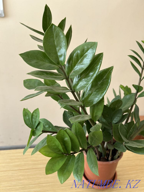 Money tree (Zamioculcas) Almaty - photo 2