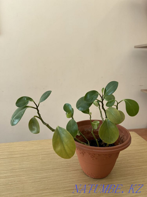 Money tree (Zamioculcas) Almaty - photo 3