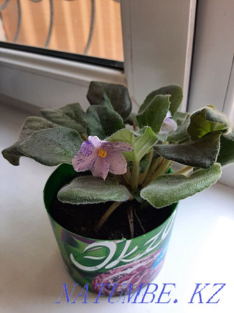 Sell baby violets  - photo 1