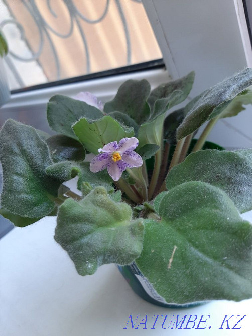 Сәби шегіргүлін сатыңыз  - изображение 2