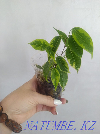 Ficus Benjamin, cutting Urochishche Talgarbaytuma - photo 1