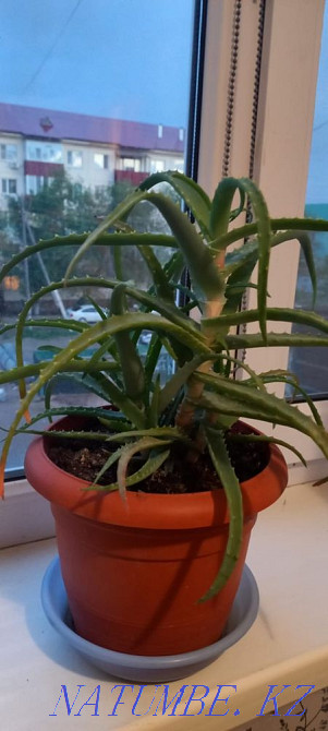 Selling flowers Atyrau - photo 2