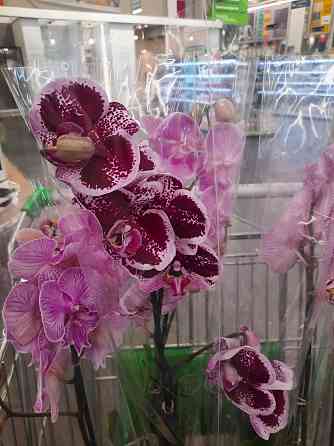 Цветы орхидея в Алматы. Бесагаш